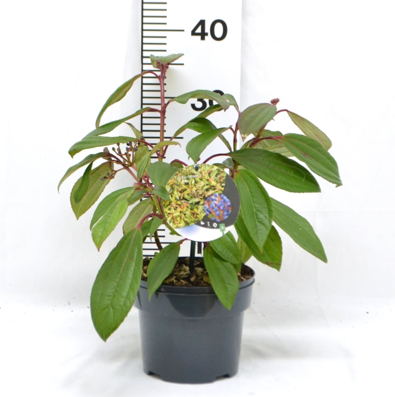 Viburnum davidii - C2 50-60 CM